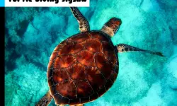 Turtle Diving Jigsaw
