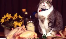 Funny Cats Puzzle