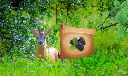 Return To Alsunga Forest