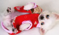 Lovely Puppy Slide
