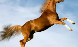 Horse Slide