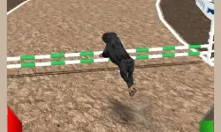 Crazy Real Dog Race