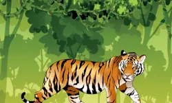 Angry Tiger Coloring