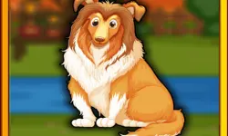 Bernese Mountain Dog Escape