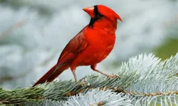 Birds Puzzle