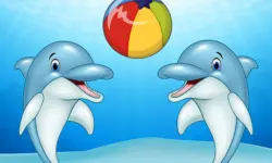Dolphin Show