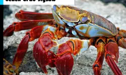 Beach Crab Jigsaw