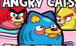 Angry Cats