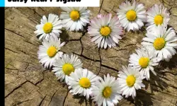 Daisy Heart Jigsaw