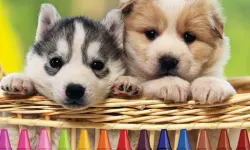 4GameGround - Puppy Coloring
