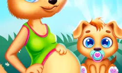 Cute Puppy Pregnant
