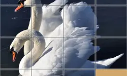 Animals Slide Puzzle