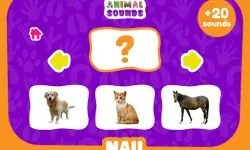 Animal Sounds