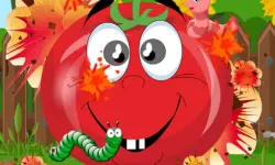 Tomato Explosion