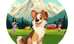 image Dog Hide N Seek