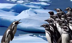 Penguins Slide