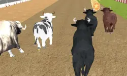 Bull Racing