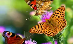 Butterfly Slide