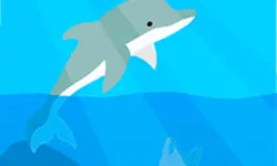 Dolphin Life