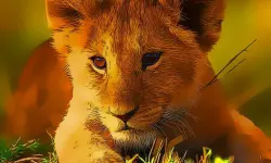 Wild Baby Animals Jigsaw