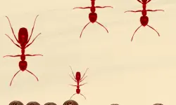Smash All Ants